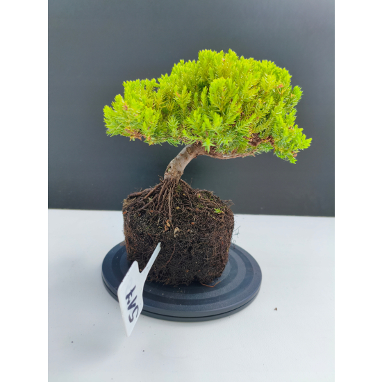 Żywe Drzewko Bonsai Jałowiec Rozesłany Procumbens 11-letni +GRATIS 517