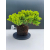 Żywe Drzewko Bonsai Jałowiec Rozesłany Procumbens 11-letni +GRATIS 515