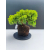 Żywe Drzewko Bonsai Jałowiec Rozesłany Procumbens 11-letni +GRATIS 515