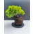 Żywe Drzewko Bonsai Jałowiec Rozesłany Procumbens 11-letni +GRATIS 515