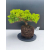 Żywe Drzewko Bonsai Jałowiec Rozesłany Procumbens 11-letni +GRATIS 515