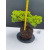 Żywe Drzewko Bonsai Jałowiec Rozesłany Procumbens 11-letni +GRATIS 515