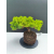 Żywe Drzewko Bonsai Jałowiec Rozesłany Procumbens 11-letni +GRATIS 515