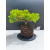 Żywe Drzewko Bonsai Jałowiec Rozesłany Procumbens 11-letni +GRATIS 515