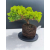Żywe Drzewko Bonsai Jałowiec Rozesłany Procumbens 11-letni +GRATIS 515