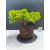 Żywe Drzewko Bonsai Jałowiec Rozesłany Procumbens 11-letni +GRATIS 515