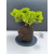 Żywe Drzewko Bonsai Jałowiec Rozesłany Procumbens 11-letni +GRATIS 515