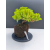 Żywe Drzewko Bonsai Jałowiec Rozesłany Procumbens 11-letni +GRATIS 515