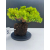 Żywe Drzewko Bonsai Jałowiec Rozesłany Procumbens 11-letni +GRATIS 515