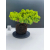 Żywe Drzewko Bonsai Jałowiec Rozesłany Procumbens 11-letni +GRATIS 515