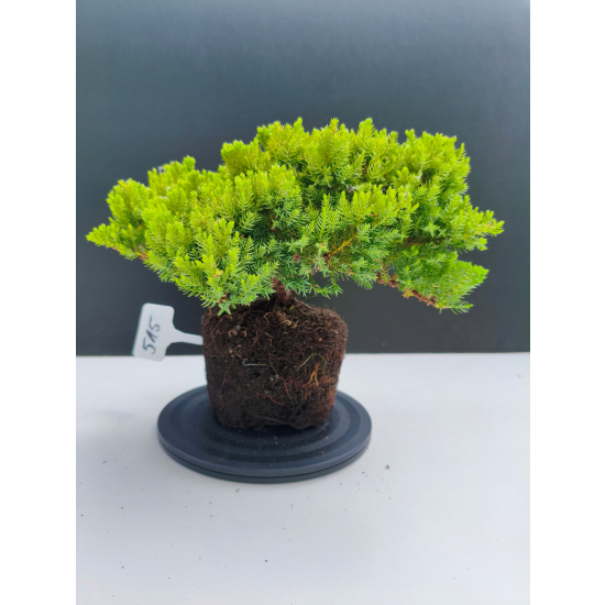 Żywe Drzewko Bonsai Jałowiec Rozesłany Procumbens 11-letni +GRATIS 515