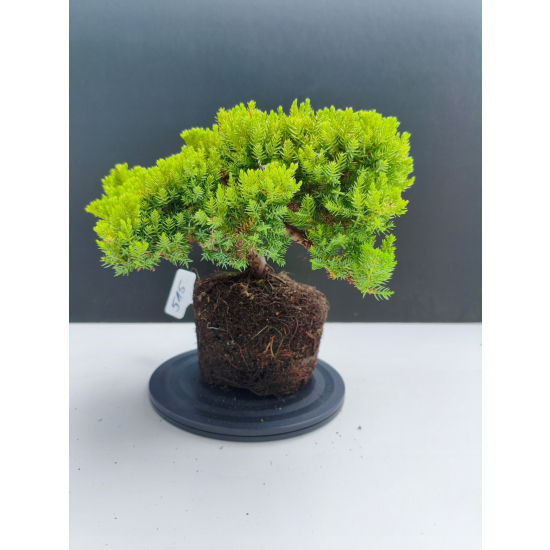 Żywe Drzewko Bonsai Jałowiec Rozesłany Procumbens 11-letni +GRATIS 515