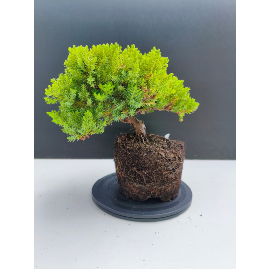 Żywe Drzewko Bonsai Jałowiec Rozesłany Procumbens 11-letni +GRATIS 515