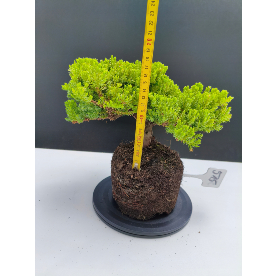 Żywe Drzewko Bonsai Jałowiec Rozesłany Procumbens 11-letni +GRATIS 515