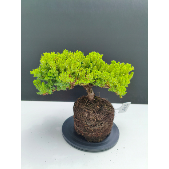 Żywe Drzewko Bonsai Jałowiec Rozesłany Procumbens 11-letni +GRATIS 515