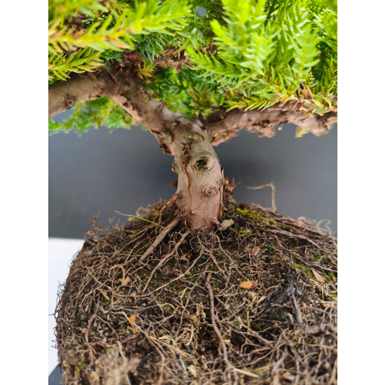 Żywe Drzewko Bonsai Jałowiec Rozesłany Procumbens 11-letni +GRATIS 515