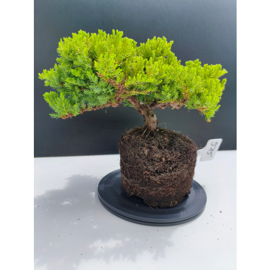 Żywe Drzewko Bonsai Jałowiec Rozesłany Procumbens 11-letni +GRATIS 515