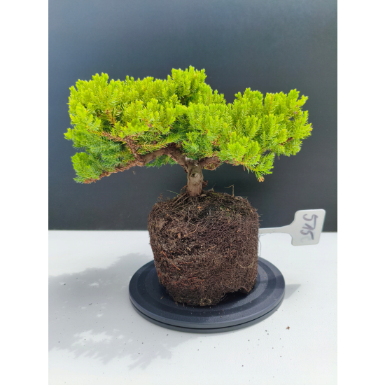 Żywe Drzewko Bonsai Jałowiec Rozesłany Procumbens 11-letni +GRATIS 515