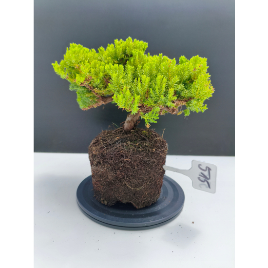 Żywe Drzewko Bonsai Jałowiec Rozesłany Procumbens 11-letni +GRATIS 515
