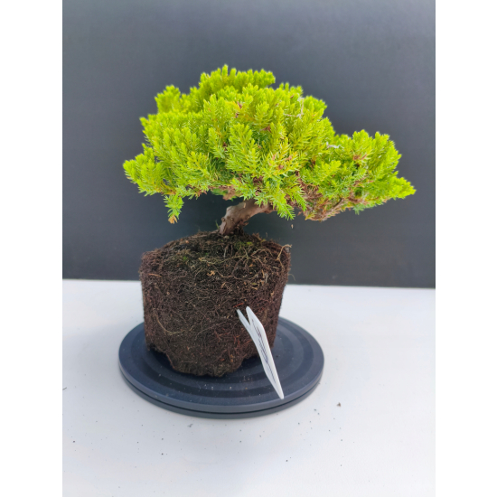 Żywe Drzewko Bonsai Jałowiec Rozesłany Procumbens 11-letni +GRATIS 515