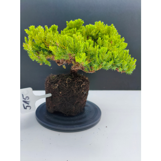 Żywe Drzewko Bonsai Jałowiec Rozesłany Procumbens 11-letni +GRATIS 515