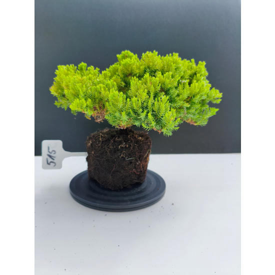 Żywe Drzewko Bonsai Jałowiec Rozesłany Procumbens 11-letni +GRATIS 515