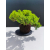 Żywe Drzewko Bonsai Jałowiec Rozesłany Procumbens 11-letni +GRATIS 527