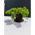 Żywe Drzewko Bonsai Jałowiec Rozesłany Procumbens 11-letni +GRATIS 527