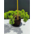 Żywe Drzewko Bonsai Jałowiec Rozesłany Procumbens 11-letni +GRATIS 527