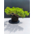 Żywe Drzewko Bonsai Jałowiec Rozesłany Procumbens 11-letni +GRATIS 527