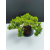 Żywe Drzewko Bonsai Jałowiec Rozesłany Procumbens 11-letni +GRATIS 527