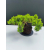 Żywe Drzewko Bonsai Jałowiec Rozesłany Procumbens 11-letni +GRATIS 527