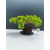 Żywe Drzewko Bonsai Jałowiec Rozesłany Procumbens 11-letni +GRATIS 527