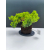 Żywe Drzewko Bonsai Jałowiec Rozesłany Procumbens 11-letni +GRATIS 527