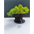 Żywe Drzewko Bonsai Jałowiec Rozesłany Procumbens 11-letni +GRATIS 527