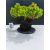Żywe Drzewko Bonsai Jałowiec Rozesłany Procumbens 11-letni +GRATIS 527
