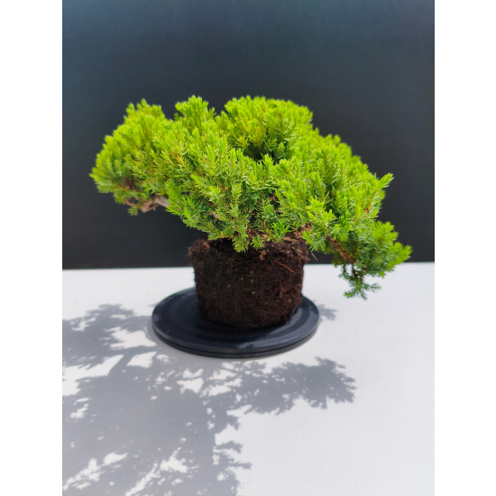 Żywe Drzewko Bonsai Jałowiec Rozesłany Procumbens 11-letni +GRATIS 527