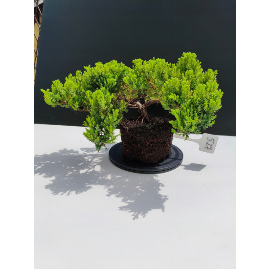 Żywe Drzewko Bonsai Jałowiec Rozesłany Procumbens 11-letni +GRATIS 527