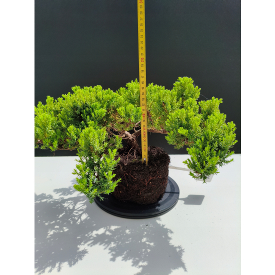 Żywe Drzewko Bonsai Jałowiec Rozesłany Procumbens 11-letni +GRATIS 527