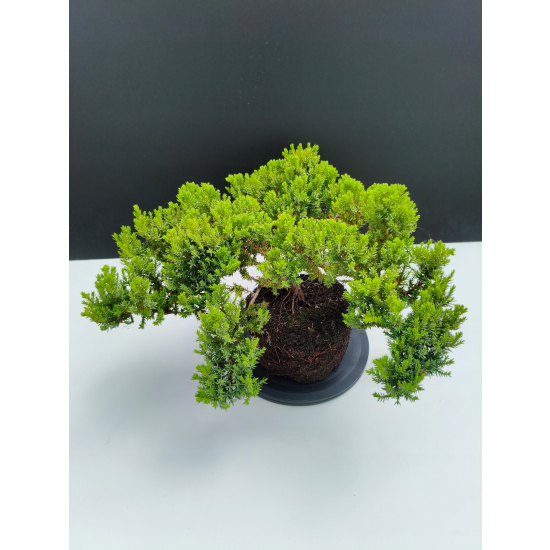 Żywe Drzewko Bonsai Jałowiec Rozesłany Procumbens 11-letni +GRATIS 527