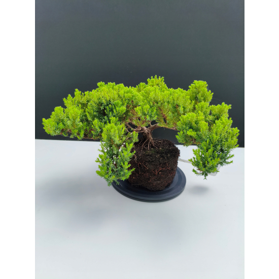 Żywe Drzewko Bonsai Jałowiec Rozesłany Procumbens 11-letni +GRATIS 527