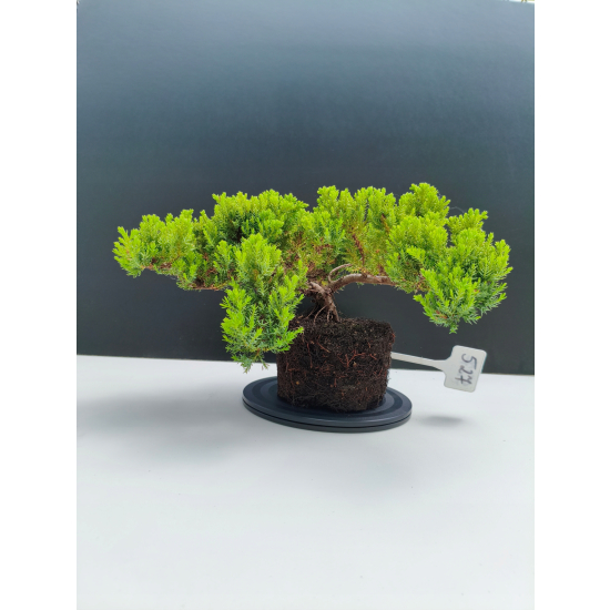 Żywe Drzewko Bonsai Jałowiec Rozesłany Procumbens 11-letni +GRATIS 527