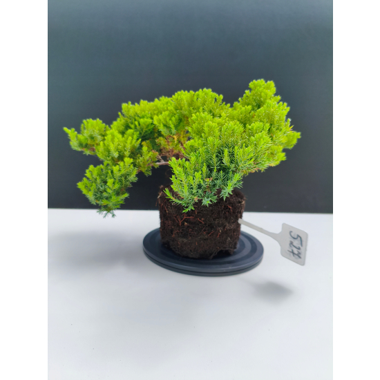 Żywe Drzewko Bonsai Jałowiec Rozesłany Procumbens 11-letni +GRATIS 527