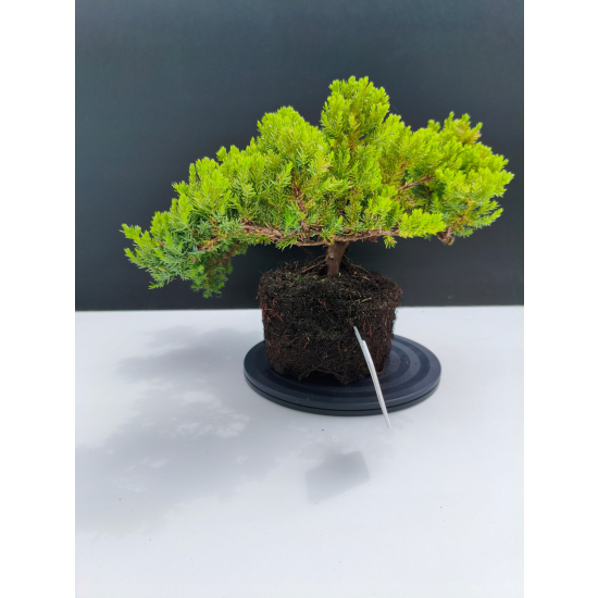 Żywe Drzewko Bonsai Jałowiec Rozesłany Procumbens 11-letni +GRATIS 527