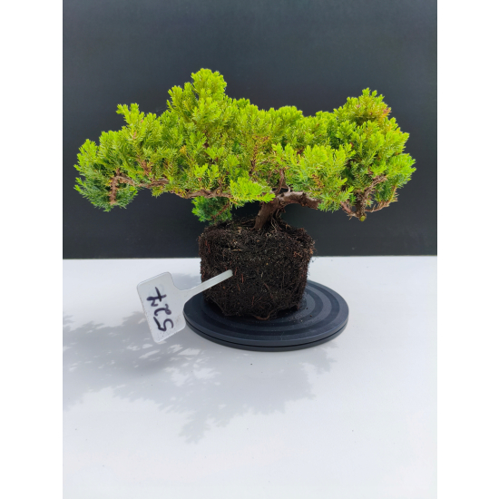 Żywe Drzewko Bonsai Jałowiec Rozesłany Procumbens 11-letni +GRATIS 527