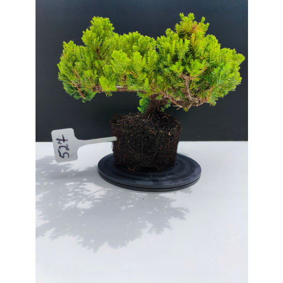 Żywe Drzewko Bonsai Jałowiec Rozesłany Procumbens 11-letni +GRATIS 527