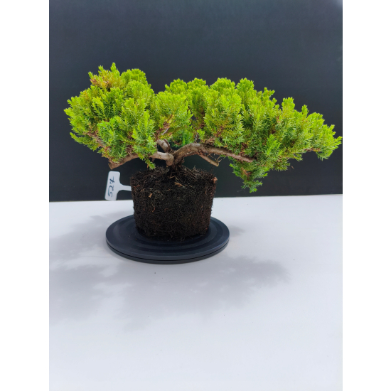 Żywe Drzewko Bonsai Jałowiec Rozesłany Procumbens 11-letni +GRATIS 527