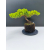 Żywe Drzewko Bonsai Jałowiec Rozesłany Procumbens 11-letni +GRATIS 541