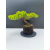 Żywe Drzewko Bonsai Jałowiec Rozesłany Procumbens 11-letni +GRATIS 541