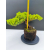 Żywe Drzewko Bonsai Jałowiec Rozesłany Procumbens 11-letni +GRATIS 541